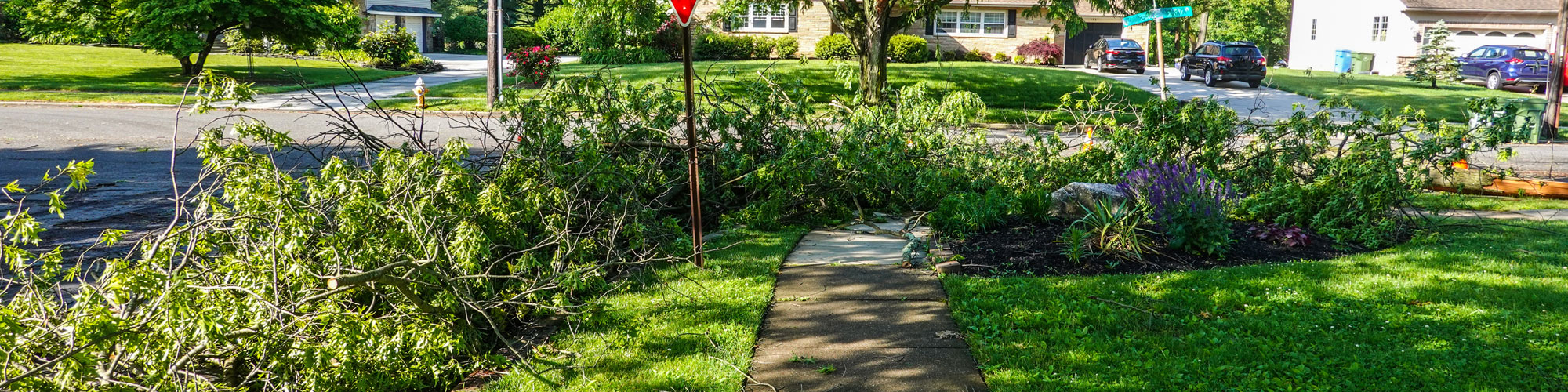 Branches That Fell From Trees During A Storm Are Seen Piled On A